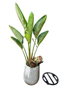 Cây đẹp sống trong nhà văn phòng