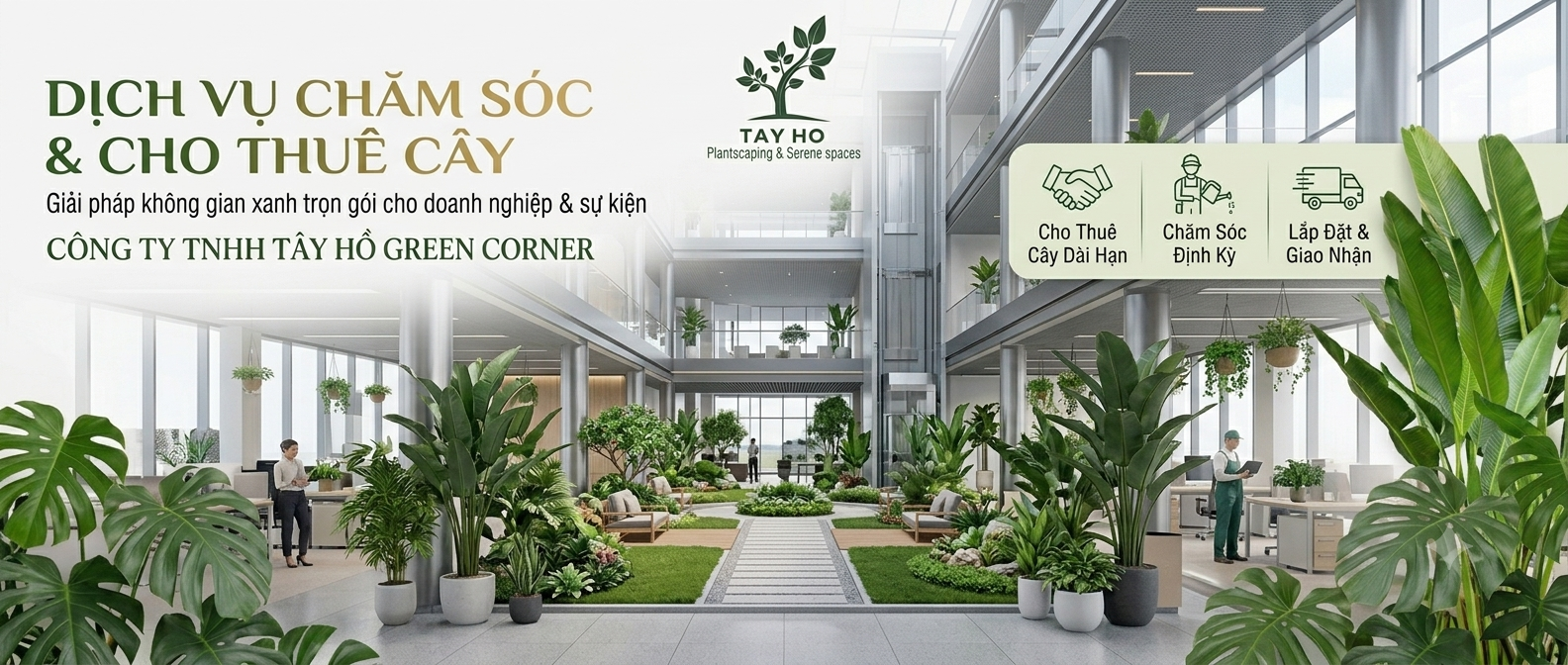 Banner Tay Ho