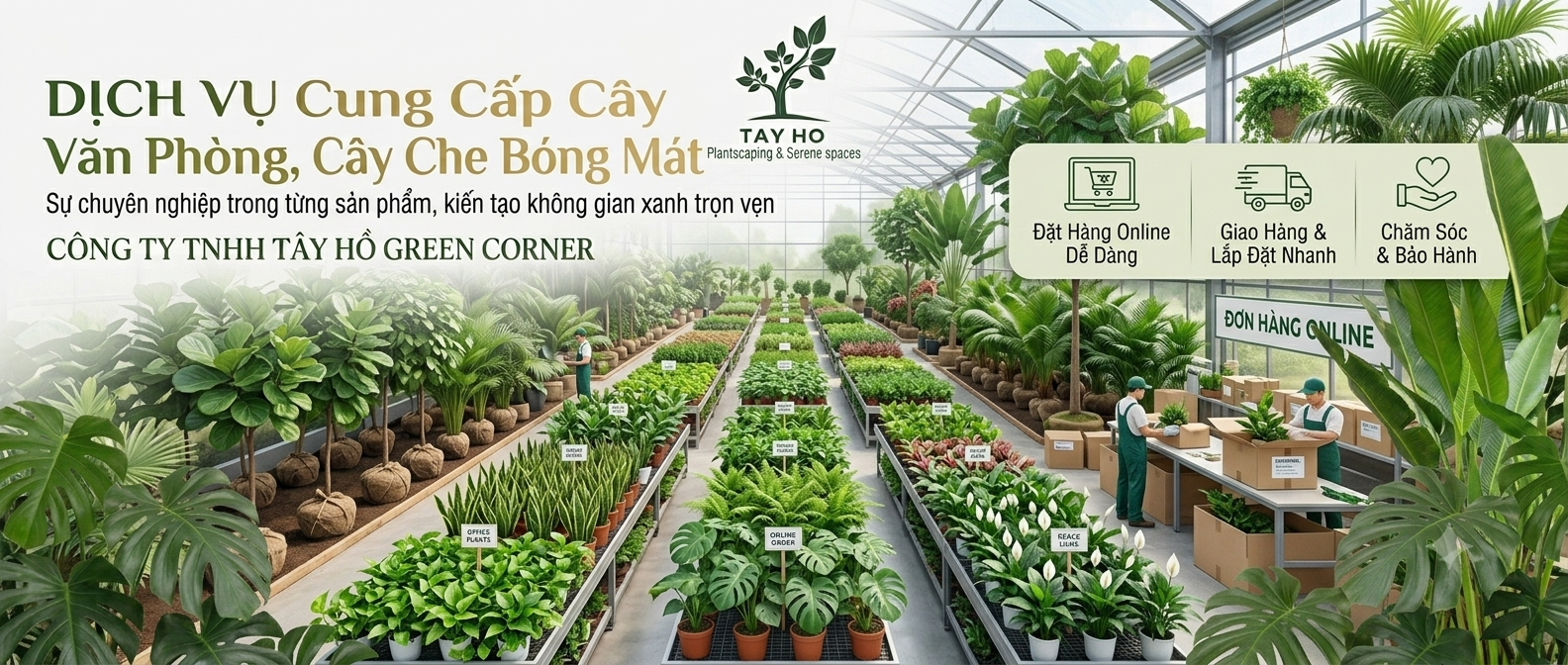 Banner Tay Ho