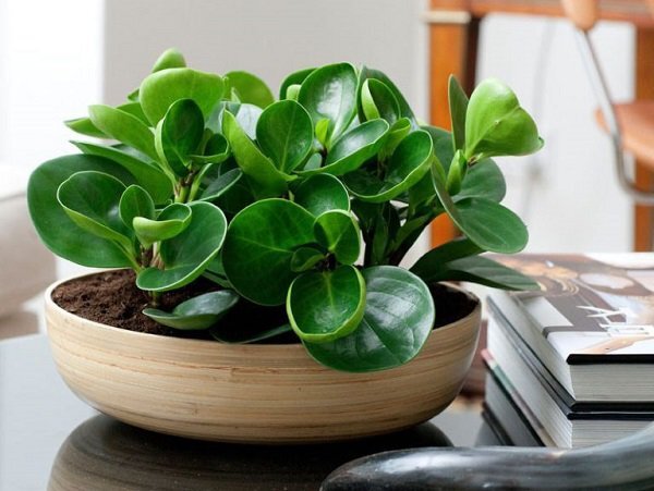 Cây để bàn làm việc