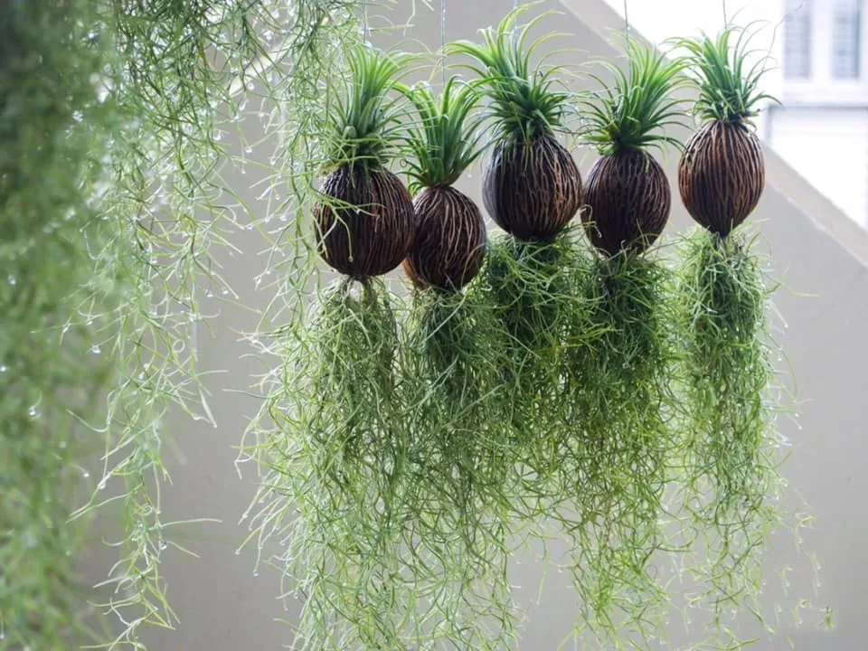 Cây Trầu Bà Đế Vương